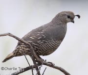 6S3A4038California_Quail