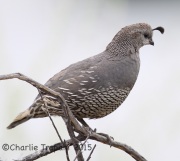 6S3A4040California_Quail