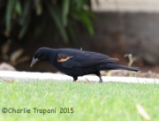 6S3A4075Tricolored_Blackbird