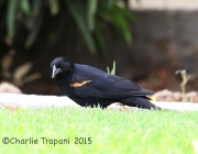 6S3A4085Tricolored_Blackbird