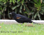 6S3A4093Tricolored_Blackbird