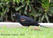 6S3A4094Tricolored_Blackbirds