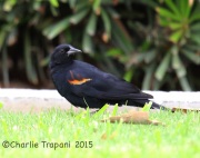 6S3A4098Tricolored_Blackbird