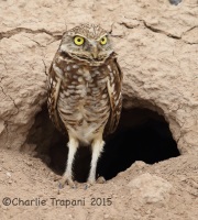 6S3A4128Burrowing_Owl