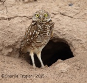 6S3A4136Burrowing_Owl