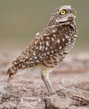 6S3A4152Burrowing_Owl