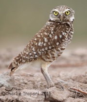 6S3A4161Burrowing_Owl