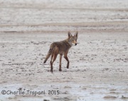 6S3A4170Salton_Sea_Coyote