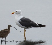 6S3A4176Yellow-Footed_Gull