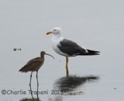 6S3A4177Yellow-Footed_Gull