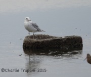 6S3A4183California_Gull