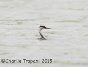 6S3A4215Grebe