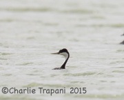 6S3A4216Western_Grebe