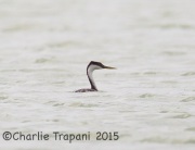 6S3A4218Clark's_Grebe