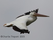 6S3A4236White_Pelican
