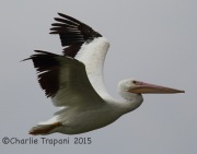 6S3A4237White_Pelican