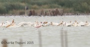 6S3A4239Pink_Flamingo_at_Salton_Sea