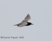 6S3A4260Black_Tern