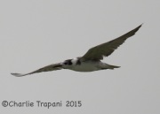 6S3A4272Black_Tern