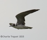 6S3A4274Black_Tern
