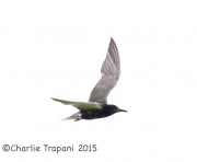 6S3A4299Black_Tern