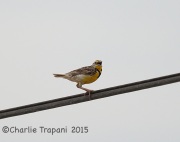 6S3A4321Western_Meadowlark