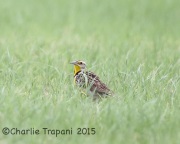 6S3A4323Western_Meadowlark