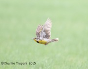 6S3A4325Western_meadowlark
