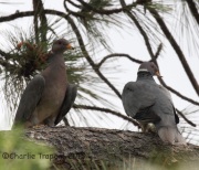 IMG_8154Band-Tailed_Pigeons
