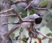 IMG_8171Mountain_Chickadee