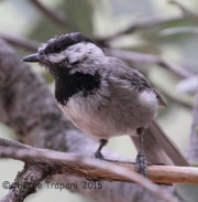 IMG_8189Mountain_Chickadee