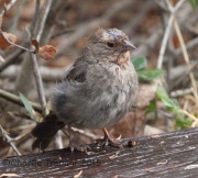 IMG_8208California_Towhee