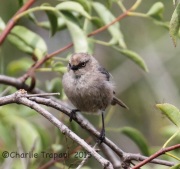 IMG_8229Bushtit