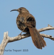 IMG_8248California_Thrasher