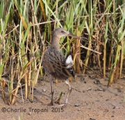 IMG_8299Ridgeway's_Rail