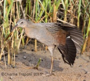 IMG_8340Ridgeway's_Rail