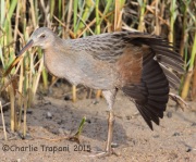 IMG_8343Ridgeway's_Rail