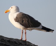 IMG_8440Western_Gull