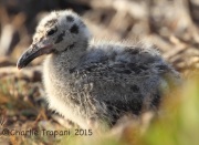 IMG_8449Western_Gull_Chick