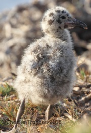 IMG_8461Western_Gull_Chick