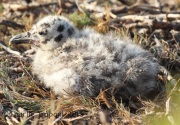 IMG_8480Western_Gull_Chick