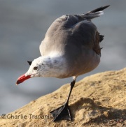 IMG_8500Heermann's_Gull