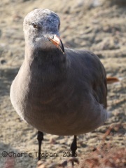 IMG_8504Heermann's_Gull_2nd_Winter