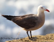 IMG_8507Heermann's_Gull