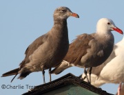 IMG_8530Heermann's_Gulls