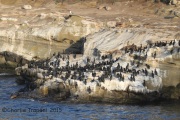 IMG_8558La_Jolla_Ca