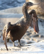IMG_8618Brandt's_Cormorant