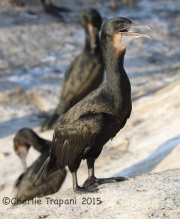 IMG_8629Brandt's_Cormorant