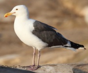 IMG_8642Western_Gull