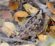 IMG_8710Horned_Lizard